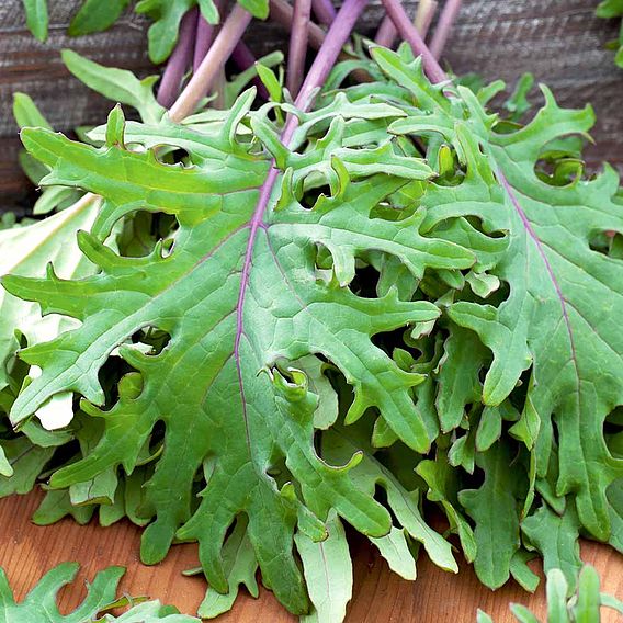 Kale 'Red Russian' - Seeds