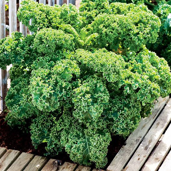 Keep Cropping Kale Plants - Dwarf Green Curled