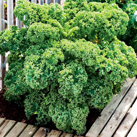 Kale 'Dwarf Green Curled'