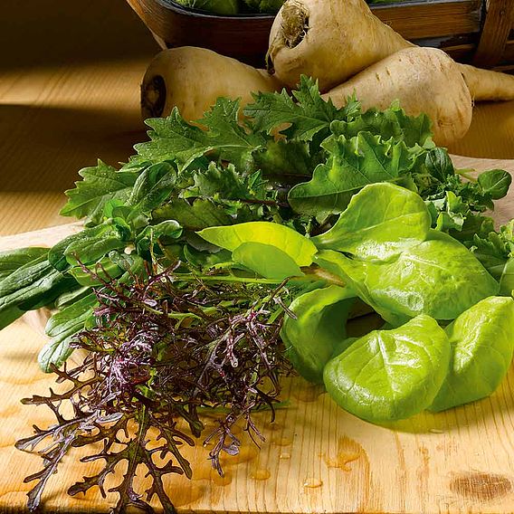 Leaf Salad Seeds - Winter Mix