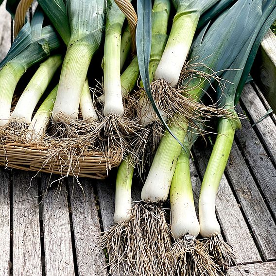 Leek Seeds - Lyon Prizetaker