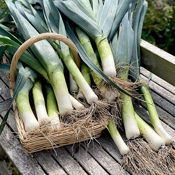 Leek Seeds - Lyon Prizetaker