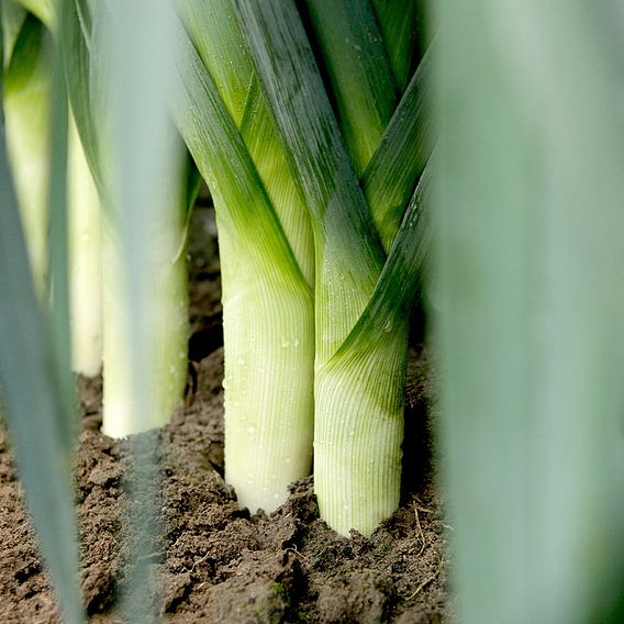 Leek 'Stromboli' F1