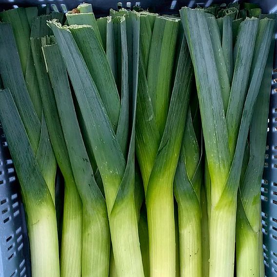 Leek 'Stromboli' F1