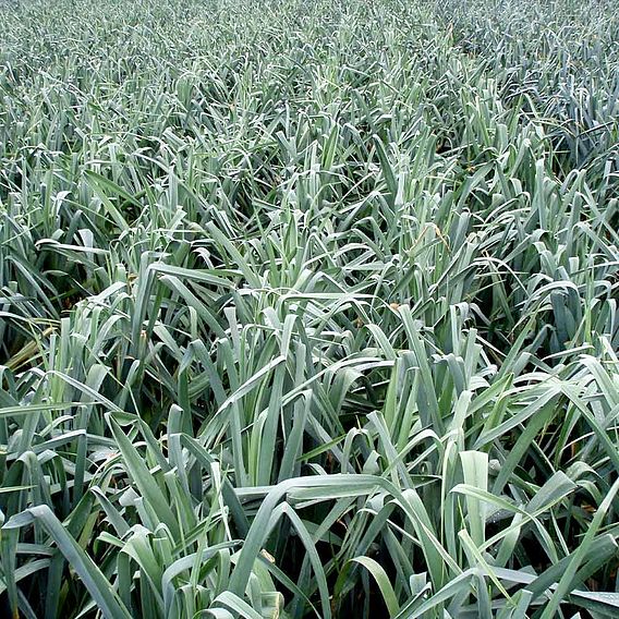 Leek 'Stromboli' F1
