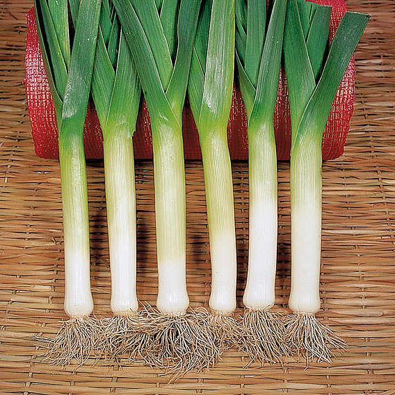 Leek 'Bandit' (Organic) - Seeds