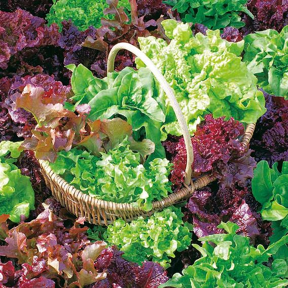 Lettuce 'All Sorts Mixed'