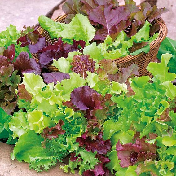 Lettuce 'All Sorts Mixed'