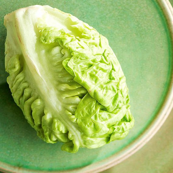 Lettuce Plants - Little Gem