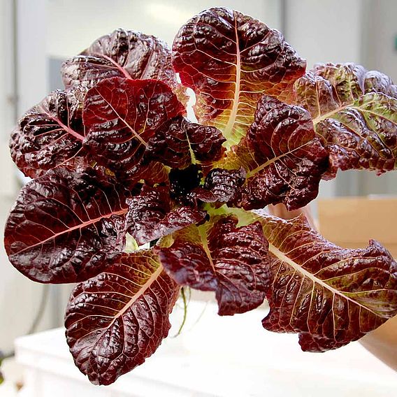 Lettuce Plants - OutREDgeous