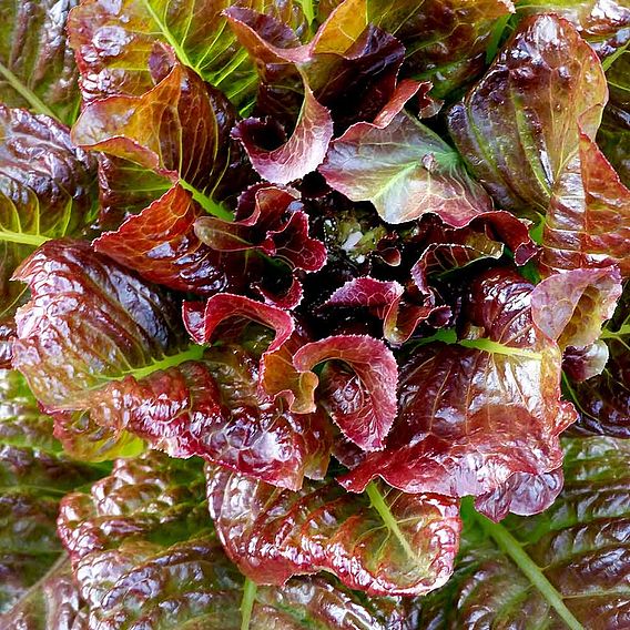 Lettuce Plants - OutREDgeous