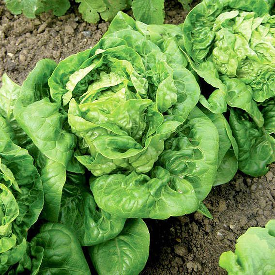 Lettuce 'Little Gem' (Organic) - Seeds