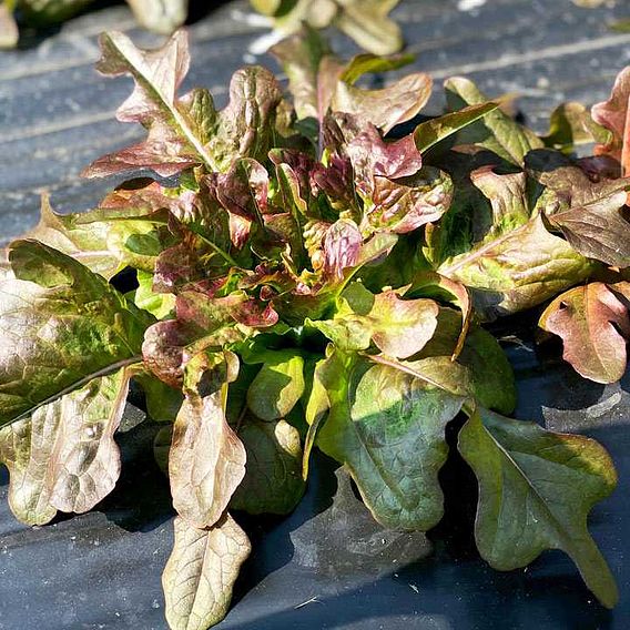 Lettuce Seeds - Bronze Beauty