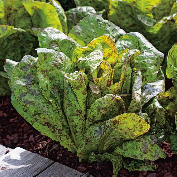 Lettuce Seeds - Speckled Trout