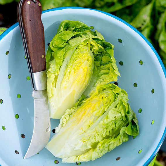 Lettuce Plants - Little Gem