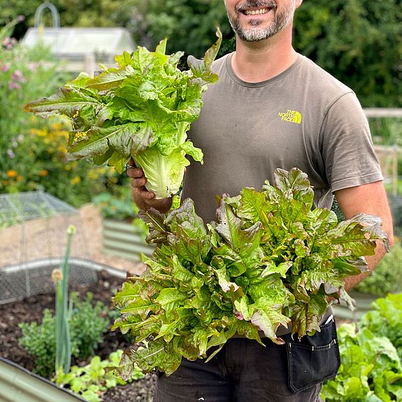 Lettuce Seeds - Bronze Beauty