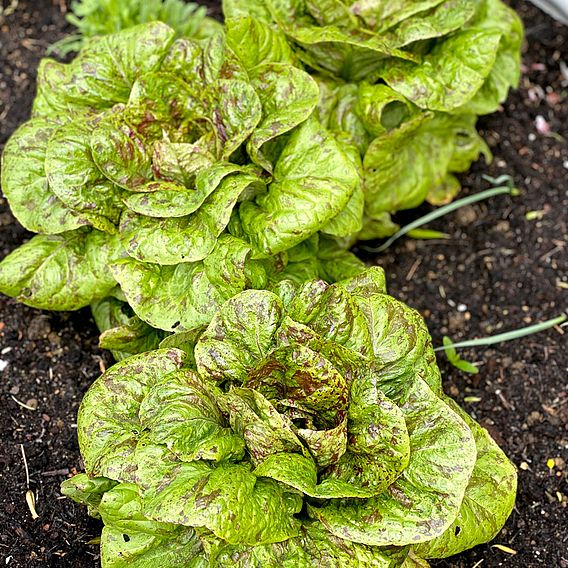 Lettuce 'Speckled Trout' - Seeds