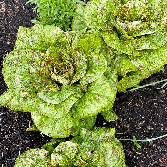 Lettuce 'Speckled Trout' - Seeds
