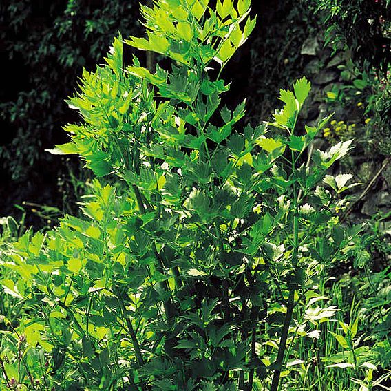 Lovage - Organic Seeds