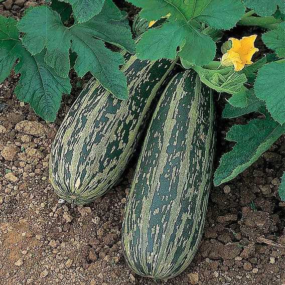 Marrow 'Tiger Cross' - Seeds
