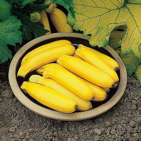 Courgette (Organic) Seeds - Golden Zucchini