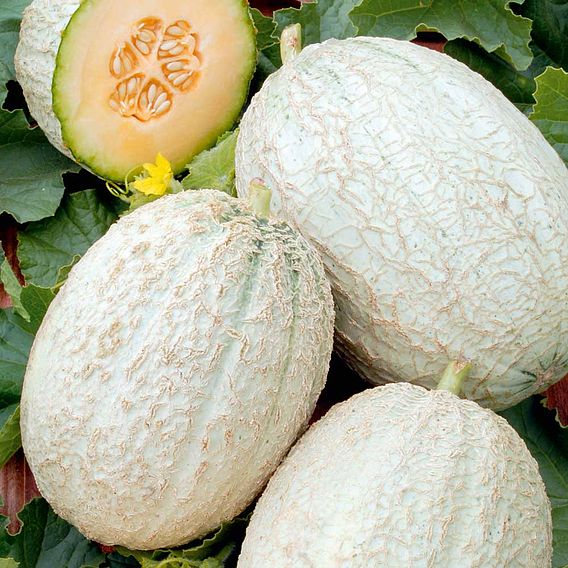 Melon 'Emir' F1 - Seeds