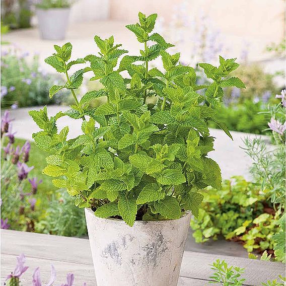 Mint 'Moroccan'