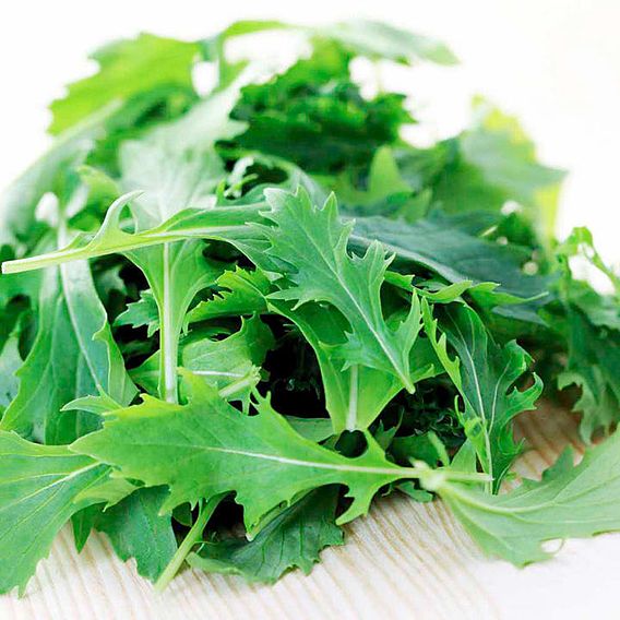 Leaf Salad 'Mizuna' - Organic Seeds
