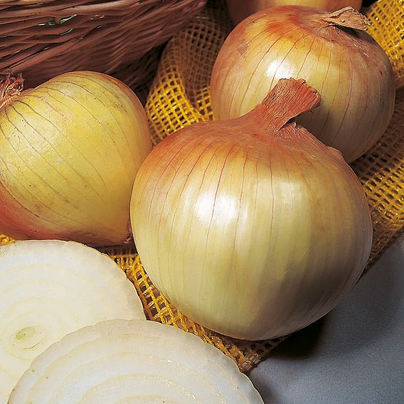 Onion 'Senshyu' (Autumn Planting)