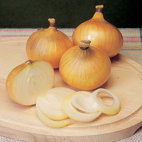 Onion 'Centurion'