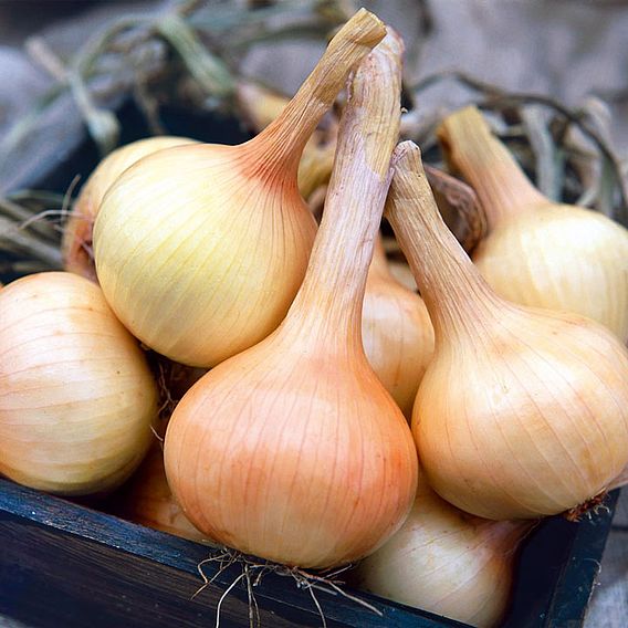 Onion 'Walla Walla' - Seeds