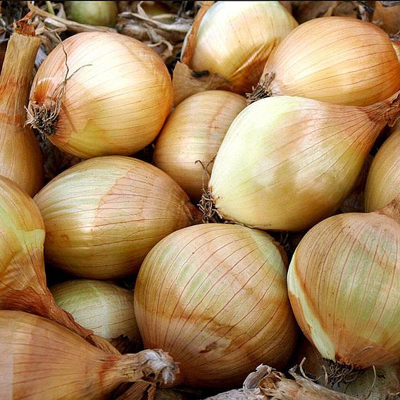 Onion 'Ailsa Craig' - Organic Seeds