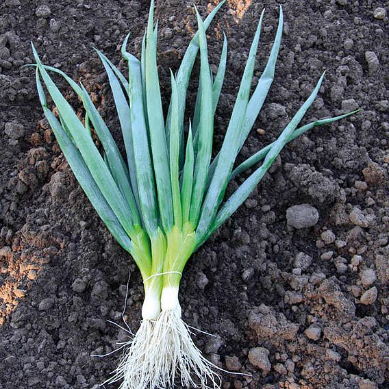 Onion Salad (Organic) Seeds - Ishikura Bunching