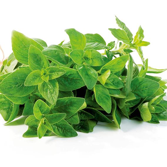 Oregano Seeds