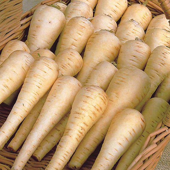 Parsnip 'Albion' F1 - Seeds