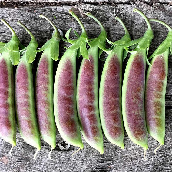 Pea 'Spring Blush' (Sugarsnap)