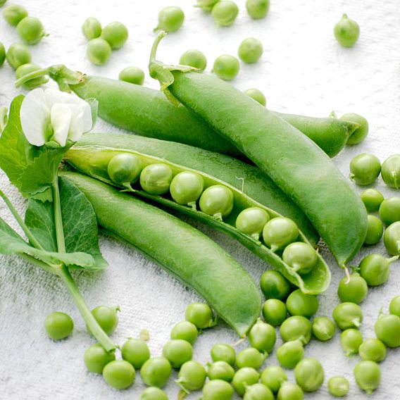 Pea 'Champion Of England' (Maincrop)