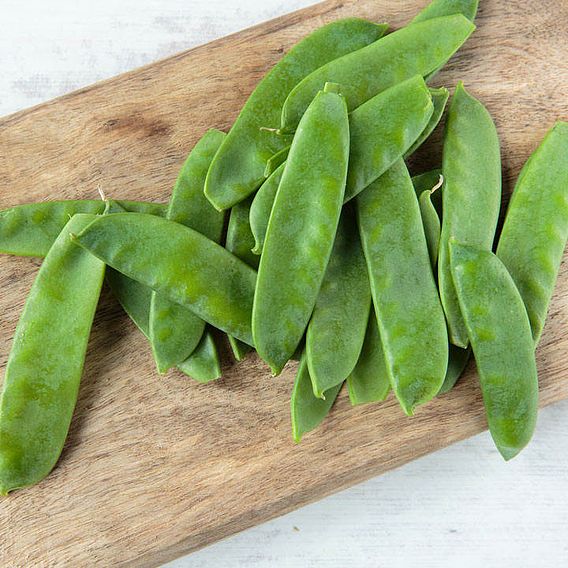 Pea 'Norli Sugar Pea' (Organic) - Seeds