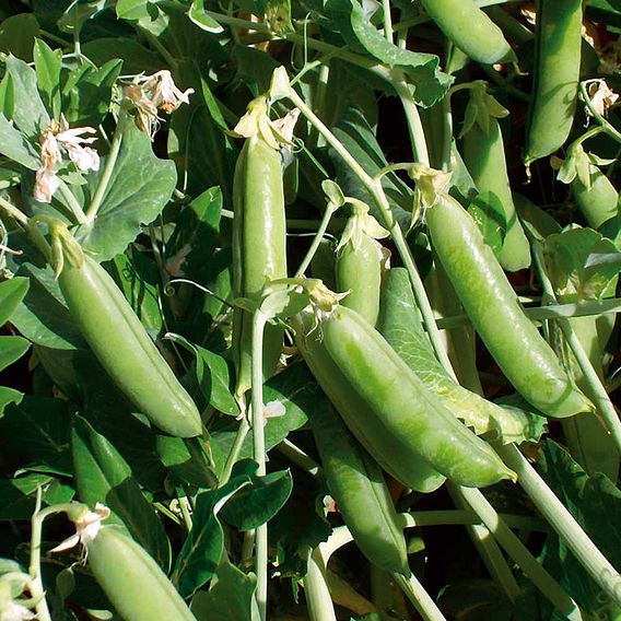 Pea 'Ambassador' (Maincrop)