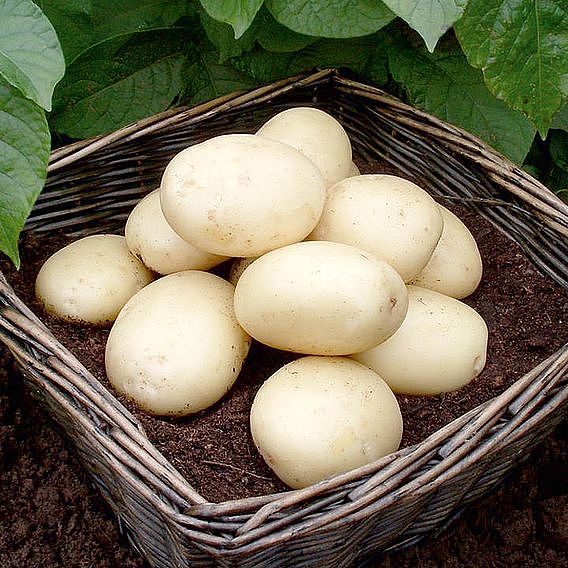 Seed Potatoes Organic Casablanca