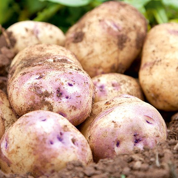 Potato 'Kestrel'