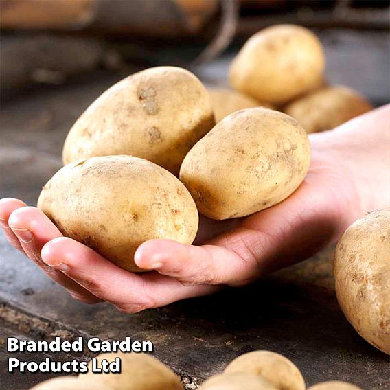 Seed Potato Organic Maris Peer