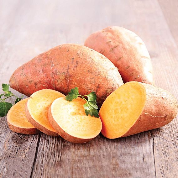 Sweet Potato 'Beauregard Improved'