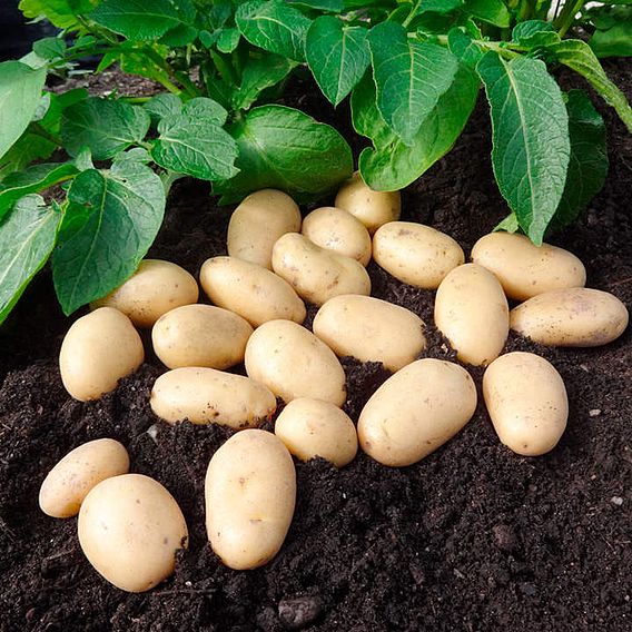 Seed Potatoes Jazzy
