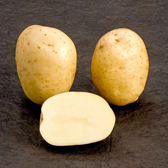 Potato McCain 'Premiere'