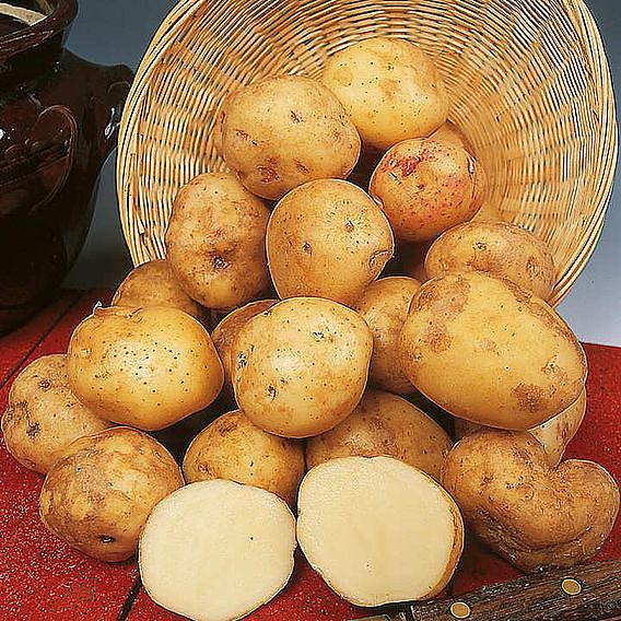 Seed Potato Organic Cara