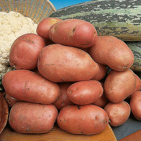 Seed Potatoes - Desiree
