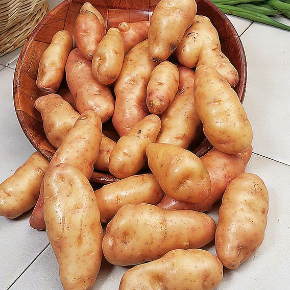 Potato 'Pink Fir Apple'