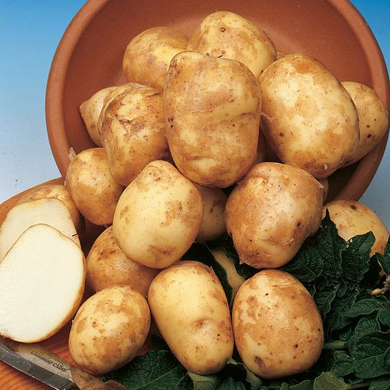 Potato 'Pentland Javelin'