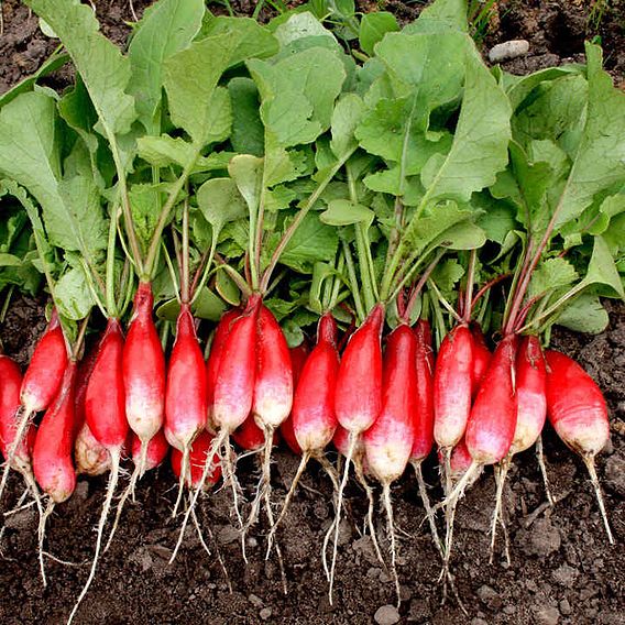 Radish 'French Breakfast' - Organic Seeds